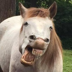 13310419_526043047579842_5280128028179776024_n-1