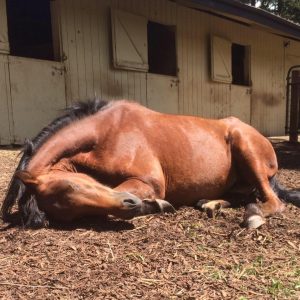 13726799_545556842295129_3533325650992652016_n-1