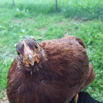 18698181_235894310227960_6546374722023026682_n-1