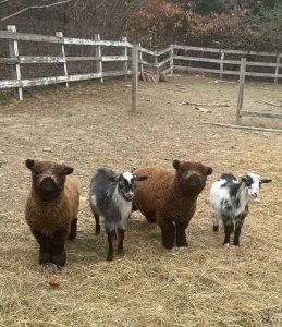 318347897_832685374816269_4041719999393311099_n-1