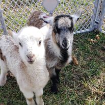 51993447_558718291278892_4506102180259823616_n-1