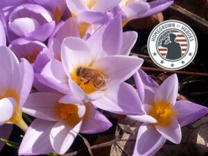 Bee Wise 1 Flowers in bloom