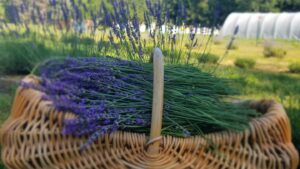 Bee Wise 3 Lavendar in a basket