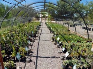 cactus-plant-nursery