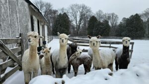 llamas in the snow