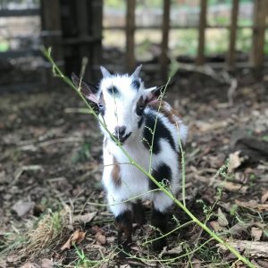 Cultivate-Care-Farm-6