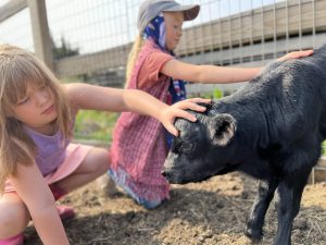 Cultivating Hope Pigs