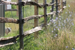pig near fence in grass