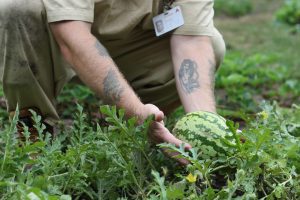 Garden Time watermelon