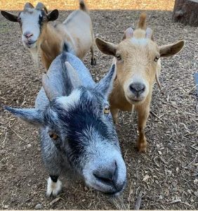 Grateful-Acres-goats-1