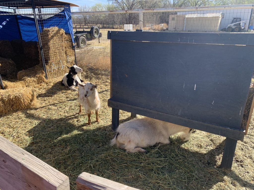 goats in a pen