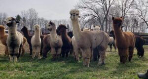 alpacas