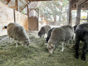 Mustang Acres sheep