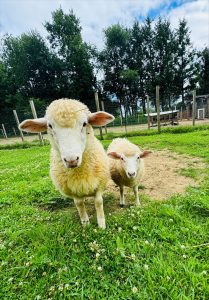 Prospect Meadow sheep
