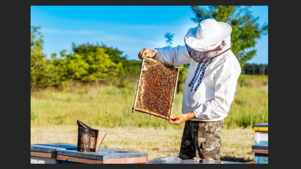 Beekeeper examining frame of bees
