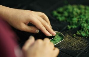 SMB Arbor Farm Rural Day Program Hands planting seeds