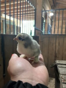 A hand holding a baby chick