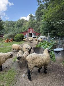 Sheep gathered in font of a red barn