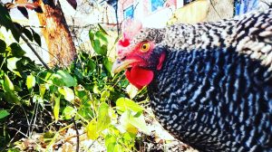 Warm Springs Care Farm chicken